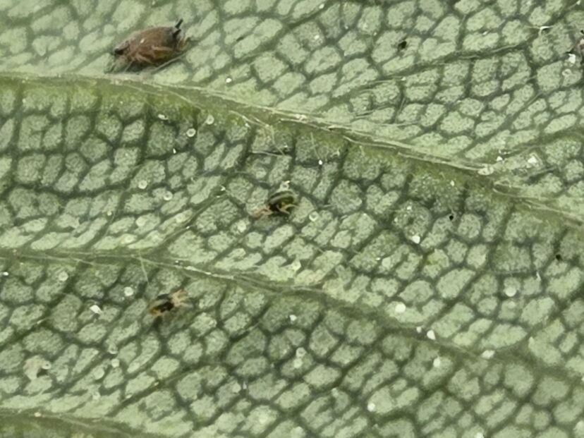 Active mites on a strawberry leaf following warm temperatures.