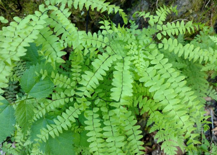 Add ferns, such as this Northern maidenhair fern (Adiantum pedatum), to your shade garden.