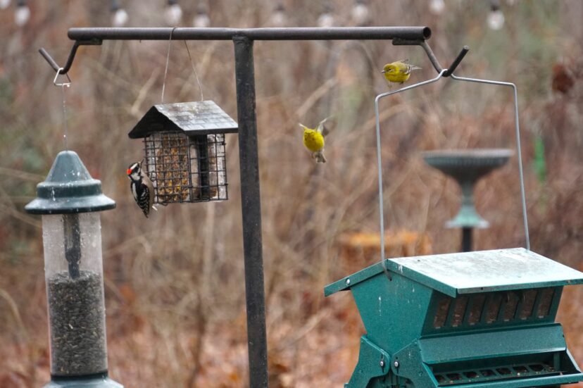 Birds eating from a bird feeder