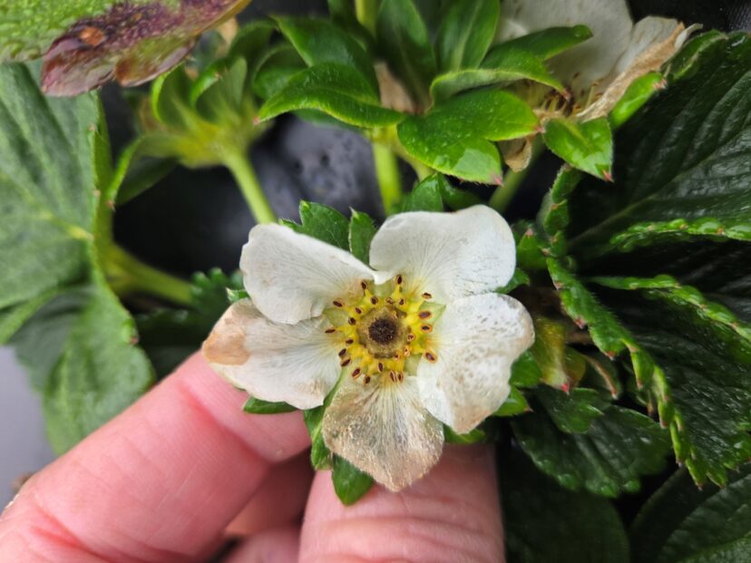 Cold damage to strawberry flower.