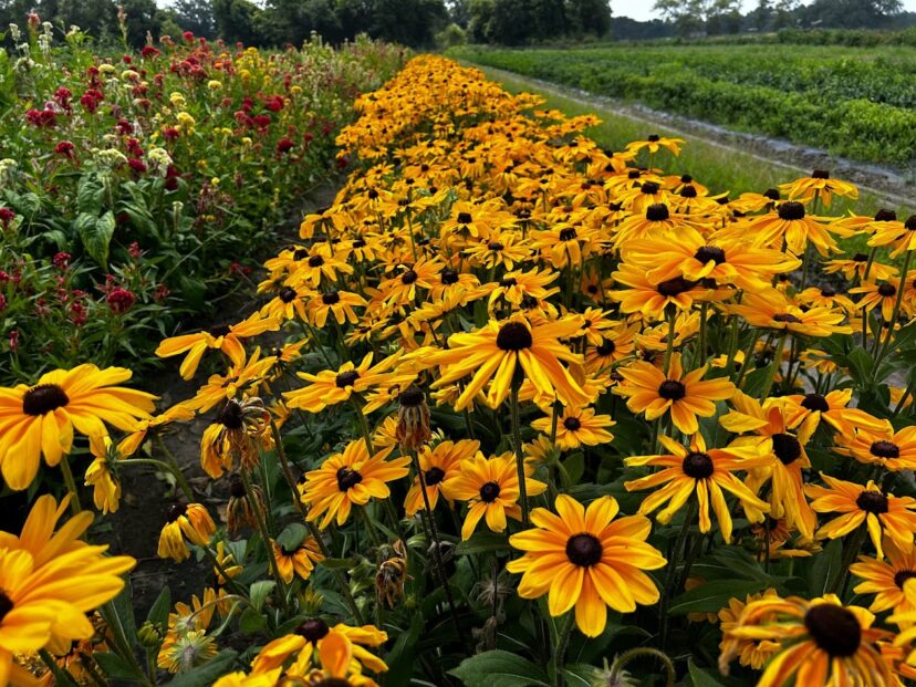 Cut flowers grown at Rosebank Farms.