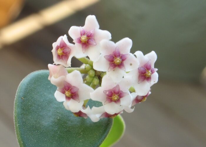 Tiny flowers but mighty fragrance: the Porcelain Waxflower (Hoya nummularioides).