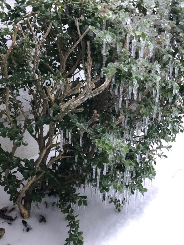 Frozen Boxwood