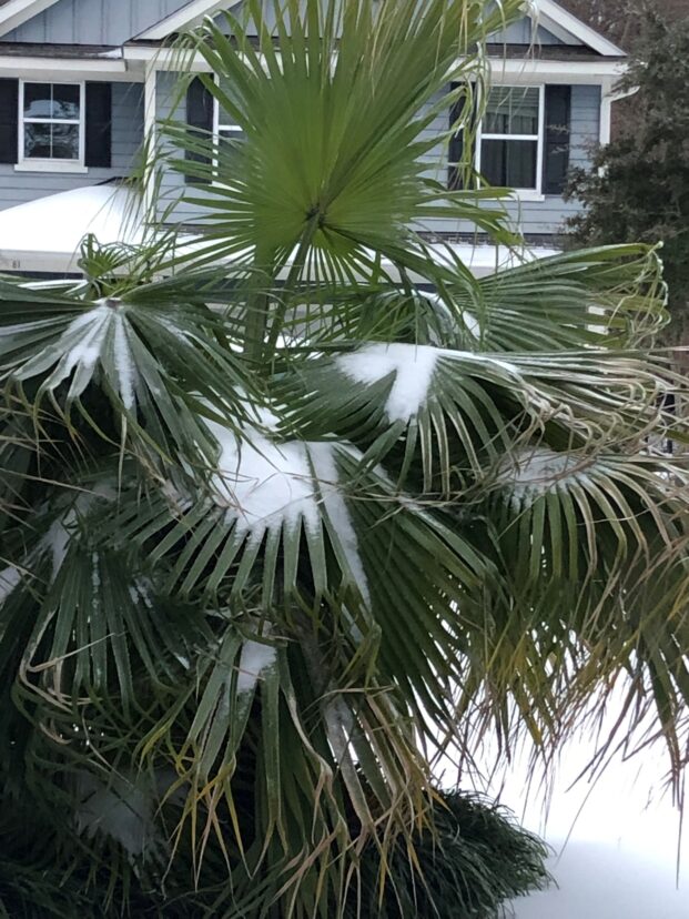 Frozen Chinese Palm
