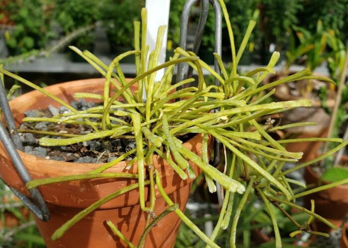 Hard to believe that the Grass-Leaf Hoya is a Hoya too (Hoya retusa).