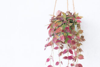 Hoya walliniana in a hanging pot.