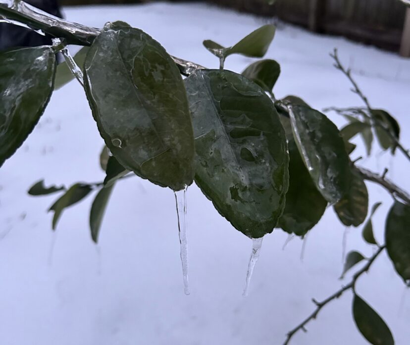 Ice sickles on citrus. Most satsuma type citrus look discolored but seem to have pulled through the cold just fine. Only time will really tell.