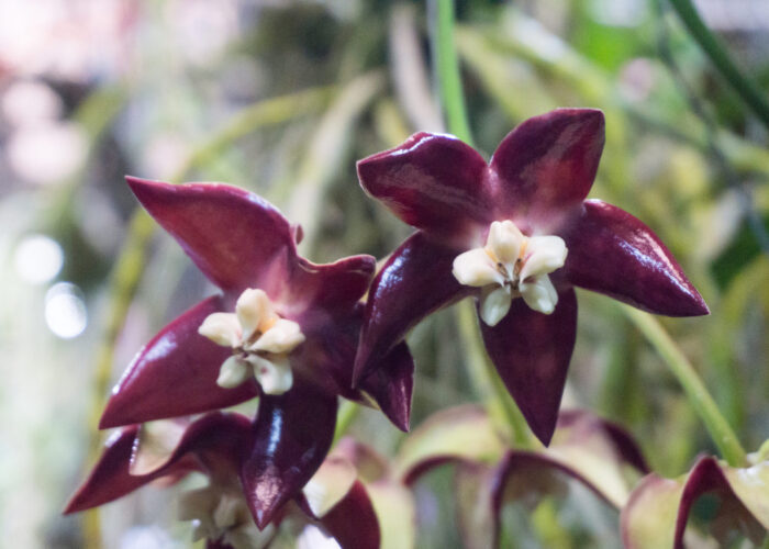 Deserving of its name, the Imperial Hoya (Hoya imperialis) has the largest flowers.