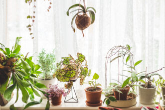 Indoor plants in a window.