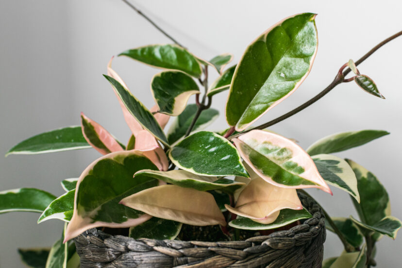 Krimson Queen Hoya (Hoya carnosa ‘Tricolor’)