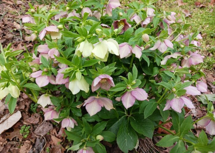 Lenten roses (Helleborus x hybridus) are a favorite of shade gardeners. They are not usually browsed by deer.