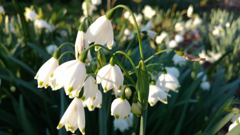 Mass plantings of Leucojum bulbs are an excellent choice for naturalizing in a border or flower bed.