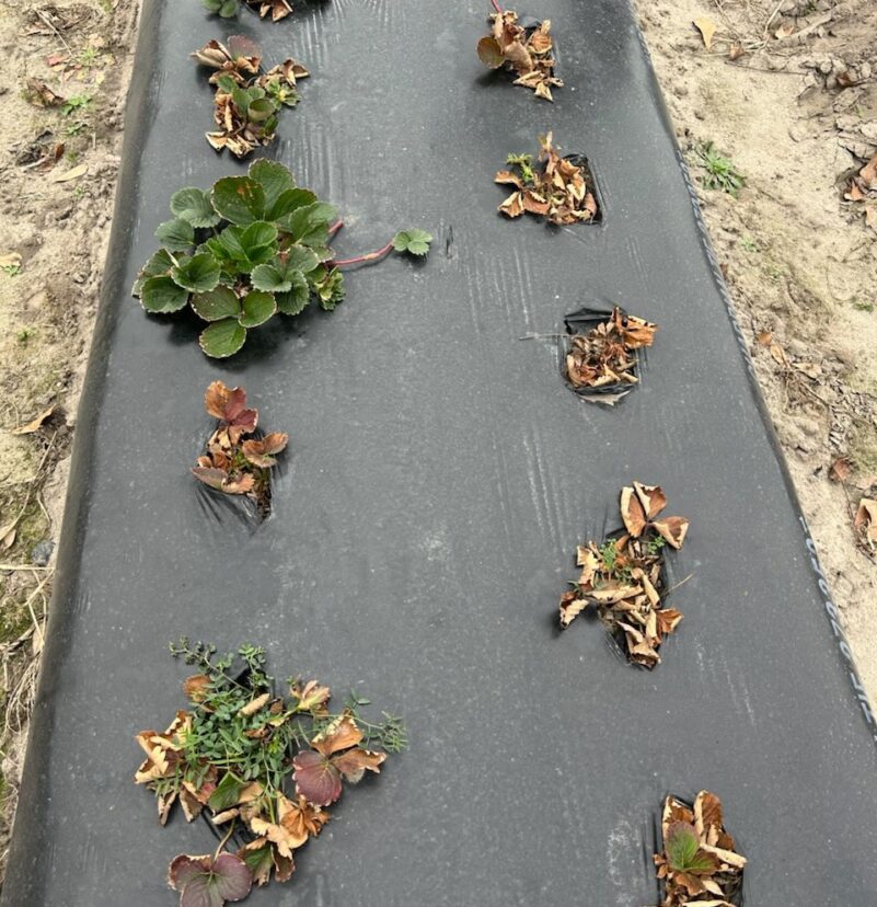 Neopest is causing substantial stand losses in strawberry.