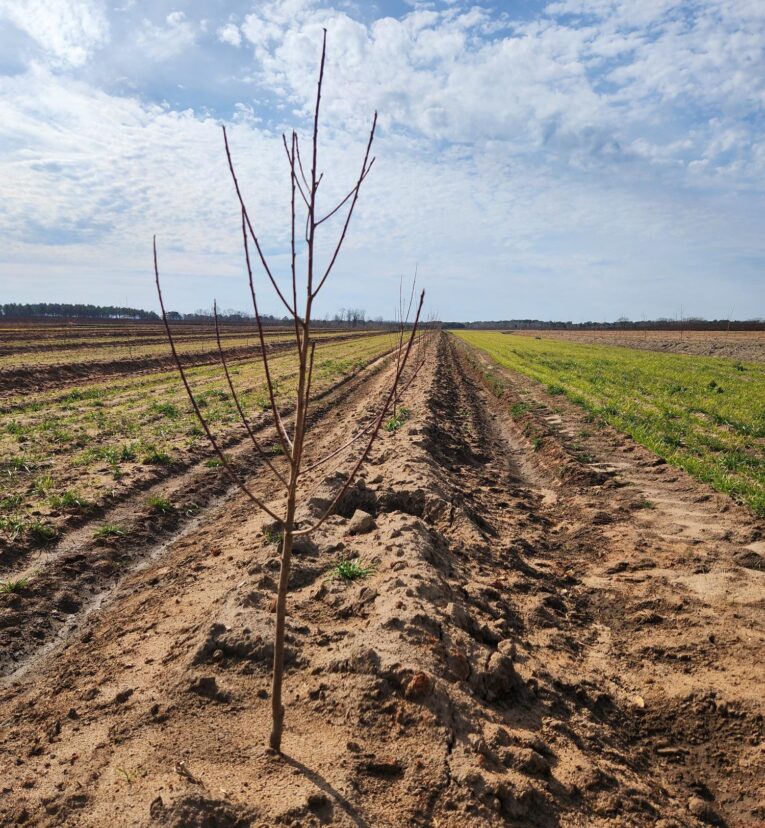 New peach planting.