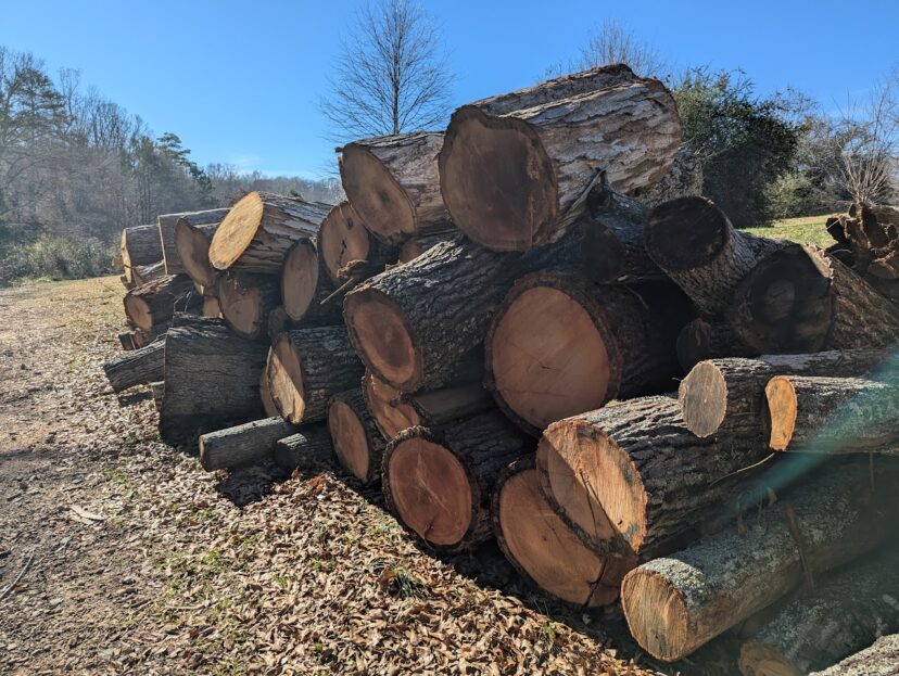 One of many piles of oak logs at the South Carolina Botanical Garden.