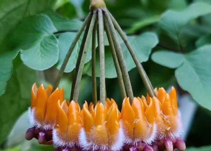 A personal favorite is Hoya lasiantha. Lasiantha comes from the Greek word lasio, meaning hairy.