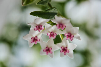 Pretty Waxflower (Hoya bella)