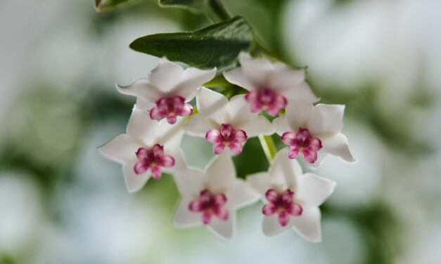 Indoor Plants – Waxflowers (Hoya)