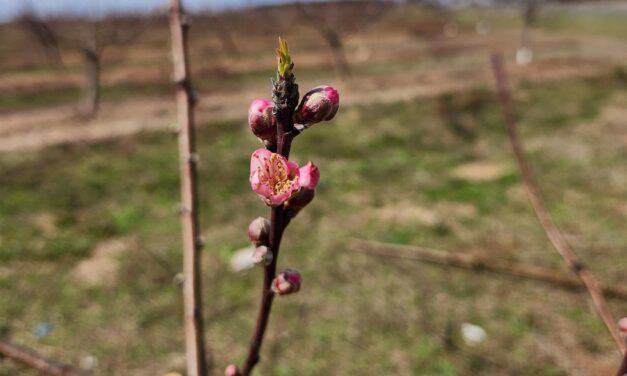 SC Fruit and Vegetable Field Report – February 24, 2025