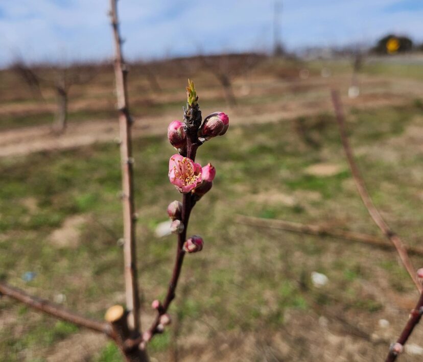 Pruning and warm weather are pushing peach trees to wake up.