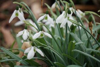 Snowdrops (Galanthus species) have smaller, solitary blooms that are white with green markings on the inner part of the flower.