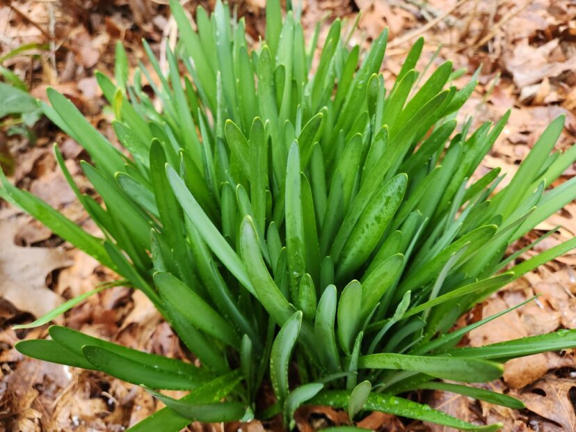 Snowflakes have emerald-green, glossy foliage that brightens up the garden.