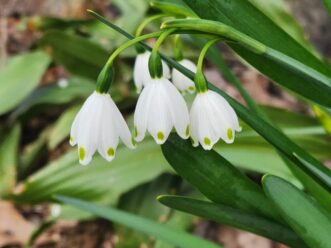 Snowflakes (Leucojum aestivum) have multiple white bell-shaped flowers tipped with green dots on a single stem.