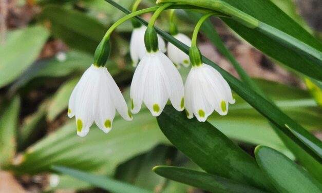 Snowflakes (Leucojum): Growing and Caring for the Star of Your Early Spring Garden