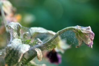 Spider Mites