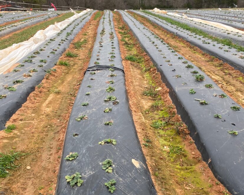 Strawberry plant size varies greatly from farm to farm.