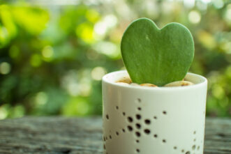 Sweetheart Hoya (Hoya kerrii).
