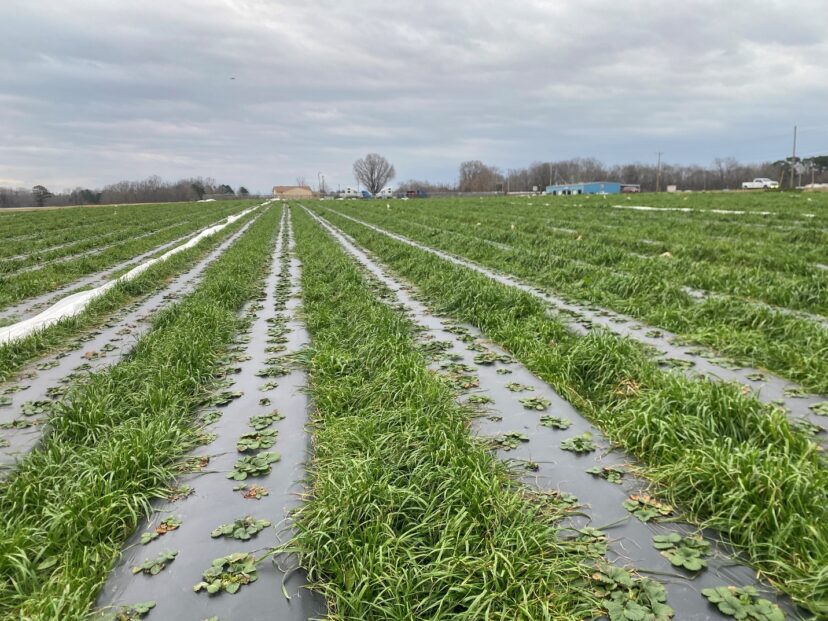 Tall ryegrass in the row middles can help protect the plants from wind damage when the row covers are in place.