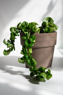 The Hindu Rope (Hoya carnosa ‘Compacta’) is a slow growing waxflower.
