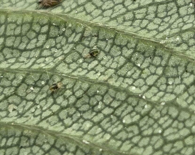 Tiny spider mites on the underside of a strawberry leaf.