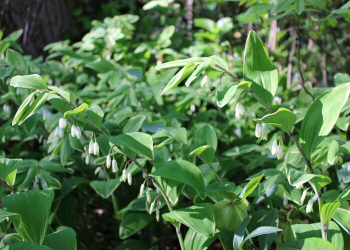 Variegated Solomon’s seal (Polygonatum odoratum var. pluriflorum ‘Variegatum’) is native to Asia. There are also several Solomon's seals native to South Carolina.