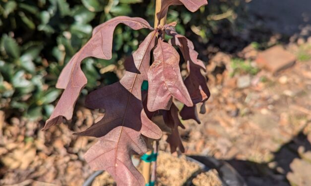 Why (Re)plant Native Oaks?
