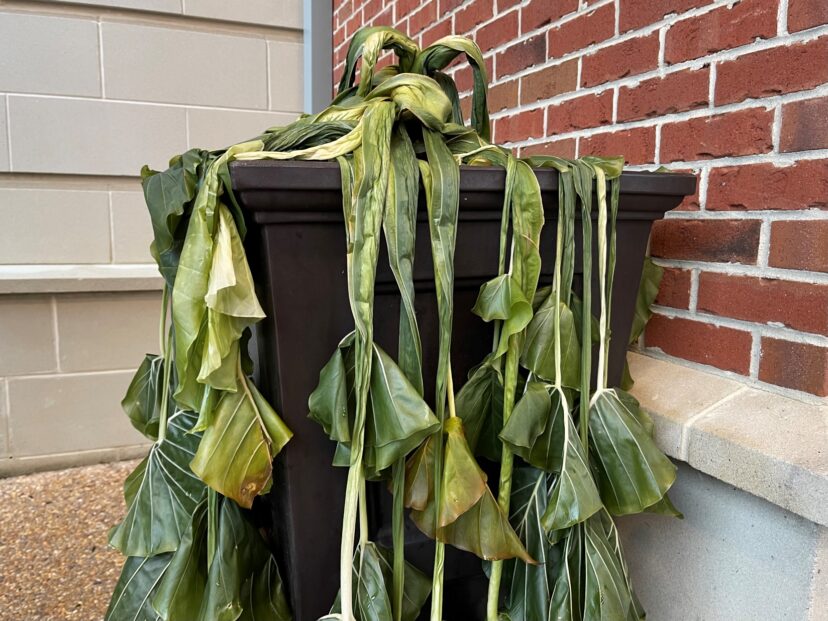 Winter frost damage of tender and tropical plants like this Colocasia is typical when temperatures drop.