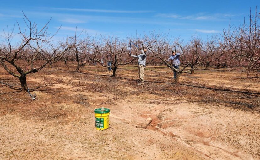 A bucket of sanitizer is close by for workers to use while pruning peach trees.