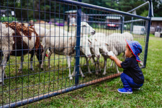 A child touching a fence with sheep AI-generated content may be incorrect.