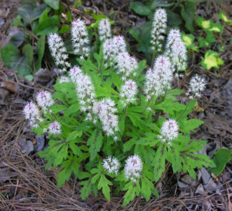 Wherry’s foamflower (Tiarella cordifolia var. collina) has a clumping growth habit and does not spread by runners. 