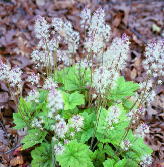 Alleghany foamflower (Tiarella cordifolia var. cordifolia) is characterized by dense clumps of heart shaped foliage.