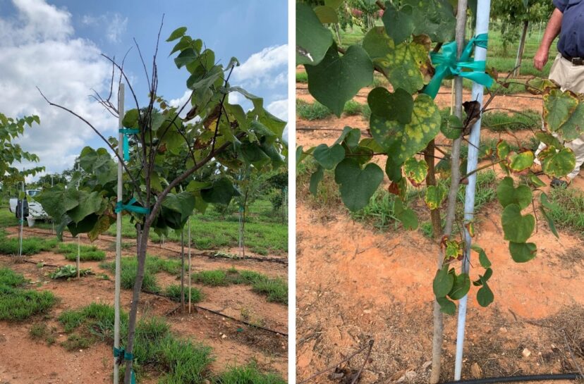 Figure 1. Redbud trees at a local SC nursery showing symptoms of leaf scorch, interveinal chlorosis (left), and dieback (right).