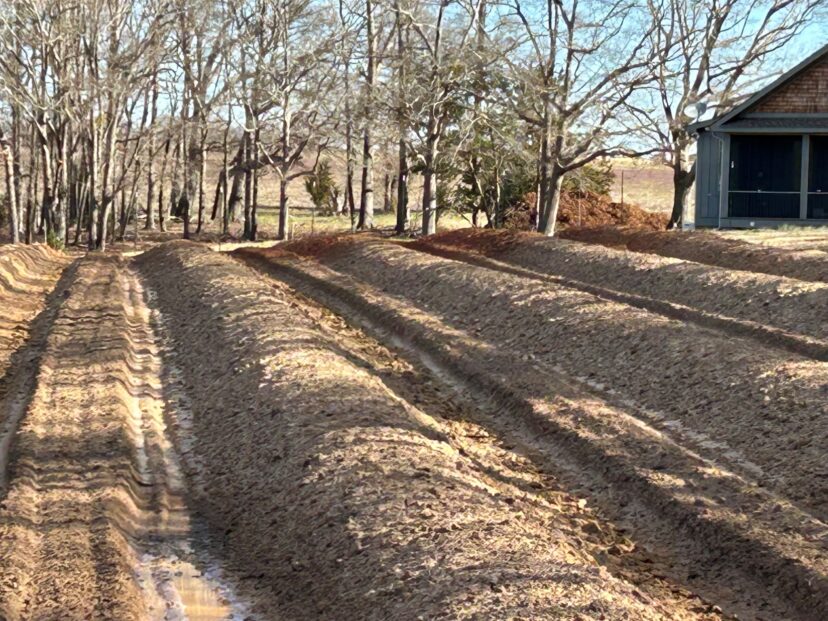 Fields are bedded in preparation for planting. 