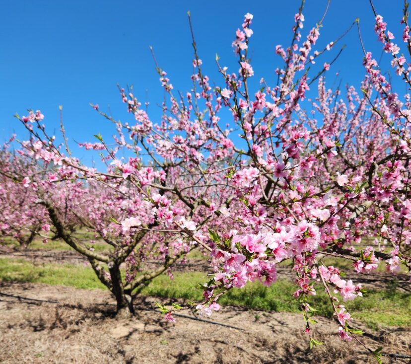 A few peach varieties are still in full bloom.