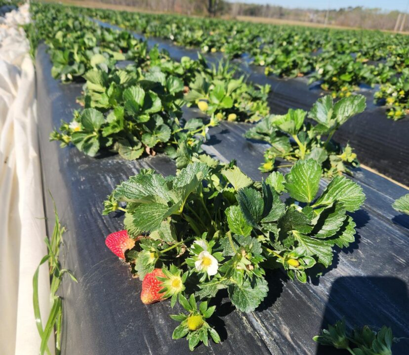 A field of strawberries with plastic covering AI-generated content may be incorrect.