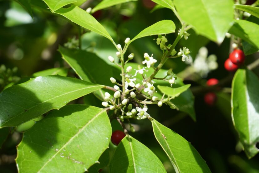 American Holly (Ilex opaca) has white, inconspicuous flowers that will attract a diverse assortment of bees.