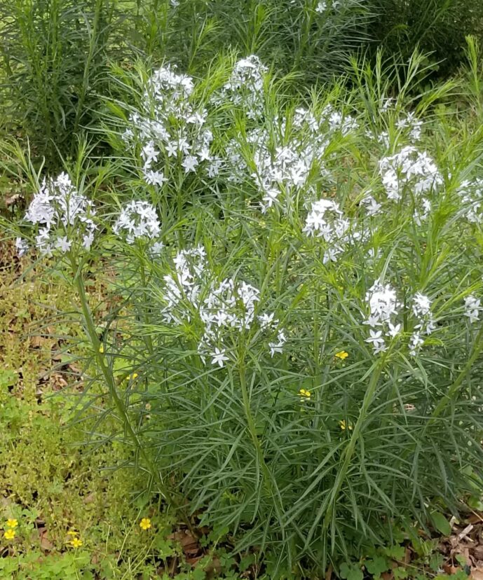 Amsonia in bloom.