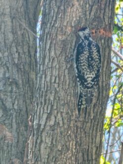 Back view of yellow-bellied sapsucker.