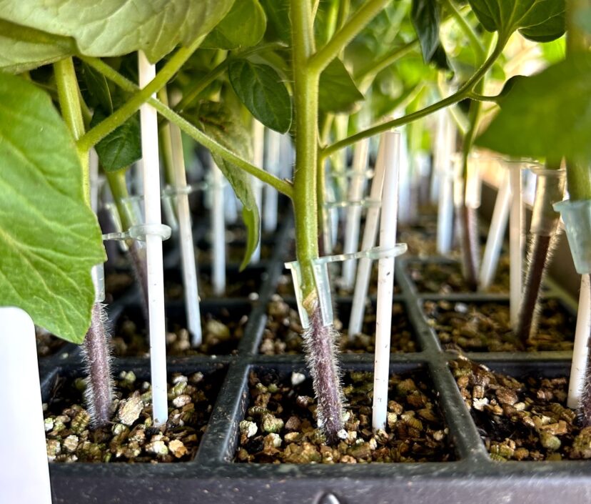 Beautiful grafted tomato plants will go into the ground where there are extremely high levels of the bacterial wilt pathogen (Ralstonia (Pseudomonas) Solanacearum).