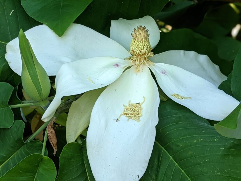 Bigleaf magnolia (Magnolia macrophylla) is a deciduous magnolia that provides an excellent pollen source for beetles, bees, and other insects.